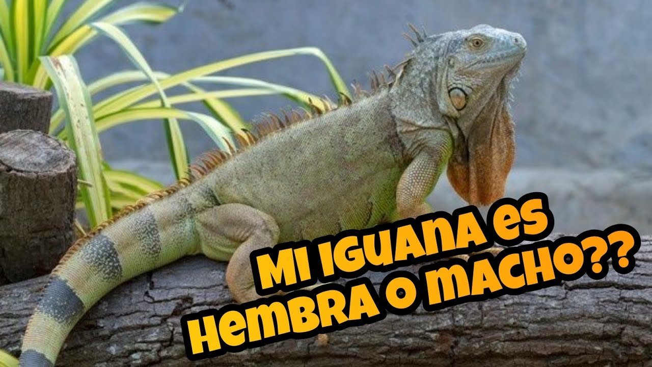 Diferencias entre machos y hembras en reptiles domésticos para iguanas