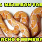 Diferencias entre machos y hembras en reptiles domésticos paso a paso