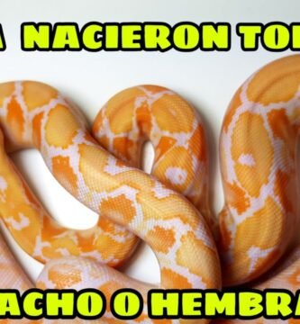 Diferencias entre machos y hembras en reptiles domésticos paso a paso