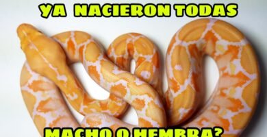 Diferencias entre machos y hembras en reptiles domésticos paso a paso