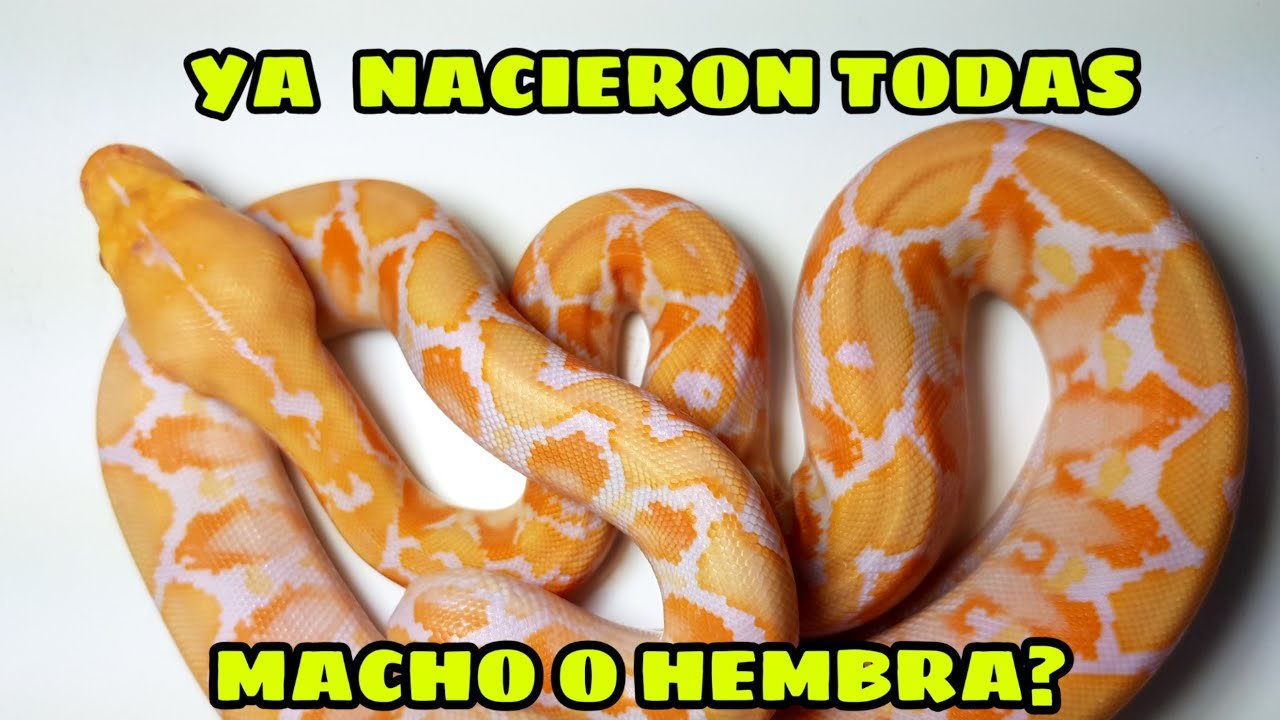 Diferencias entre machos y hembras en reptiles domésticos paso a paso