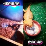 Diferencias entre machos y hembras en reptiles domésticos sin experiencia previa