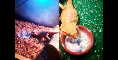 Diferencias entre machos y hembras en reptiles domésticos sin experiencia previa