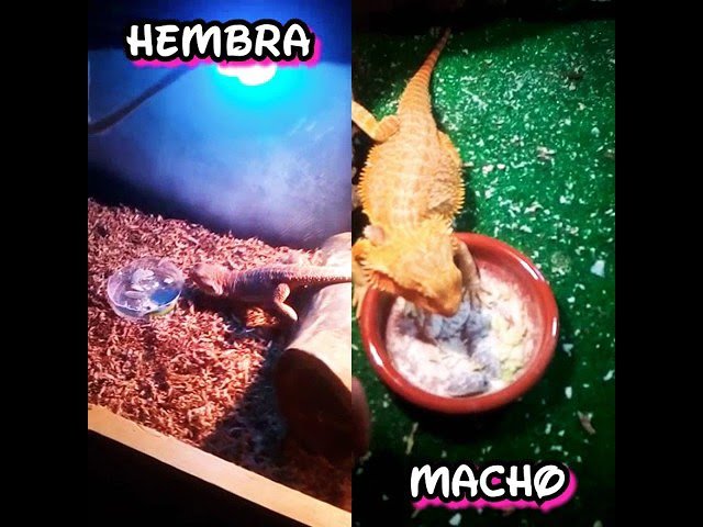 Diferencias entre machos y hembras en reptiles domésticos sin experiencia previa