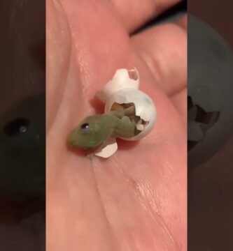 Diferencias entre machos y hembras en reptiles domésticos sin incubadora