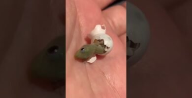 Diferencias entre machos y hembras en reptiles domésticos sin incubadora