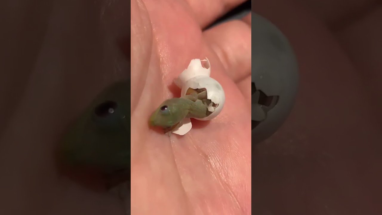 Diferencias entre machos y hembras en reptiles domésticos sin incubadora