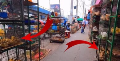 Dónde comprar ropa para reptiles en Arequipa