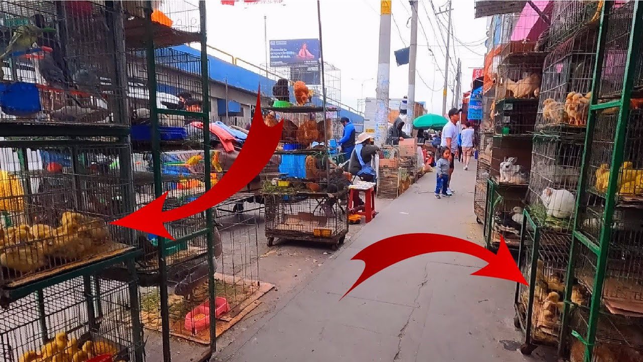 Dónde comprar ropa para reptiles en Arequipa