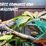 Errores comunes durante la reproducción de reptiles para camaleones