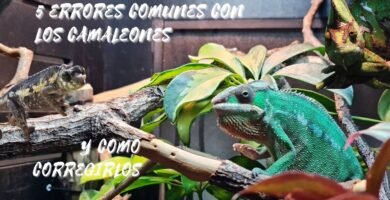 Errores comunes durante la reproducción de reptiles para camaleones