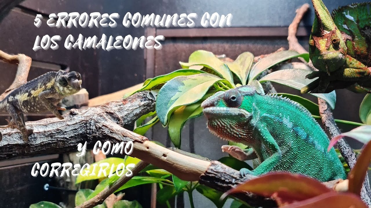 Errores comunes durante la reproducción de reptiles para camaleones