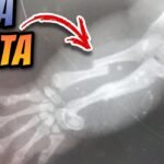 Errores comunes durante la reproducción de reptiles para dueños primerizos