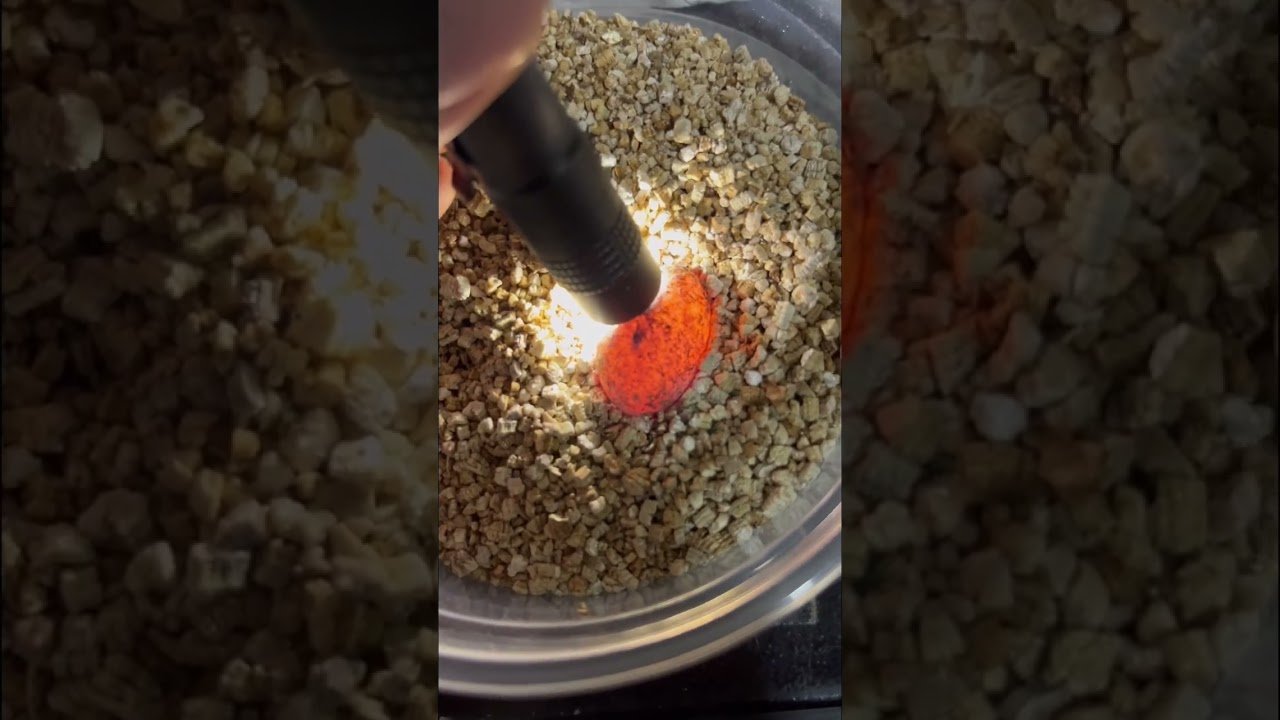 Errores comunes durante la reproducción de reptiles sin incubadora