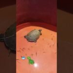 Ideas de hábitats decorativos para reptiles en Caracas