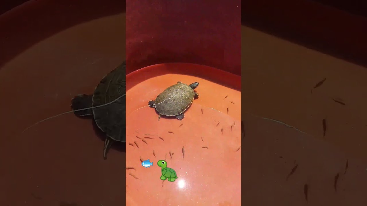 Ideas de hábitats decorativos para reptiles en Caracas