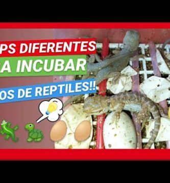 Incubación de huevos de reptiles en casa en invierno