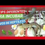 Incubación de huevos de reptiles en casa en verano