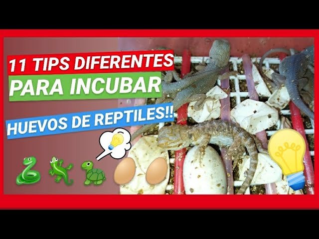 Incubación de huevos de reptiles en casa explicada por veterinarios