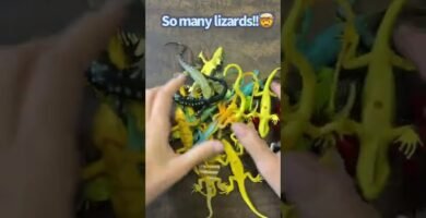 Juguetes para reptiles activos en Caracas