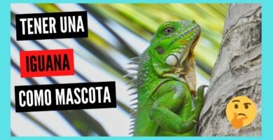 Las mejores casitas para iguanas en Arequipa