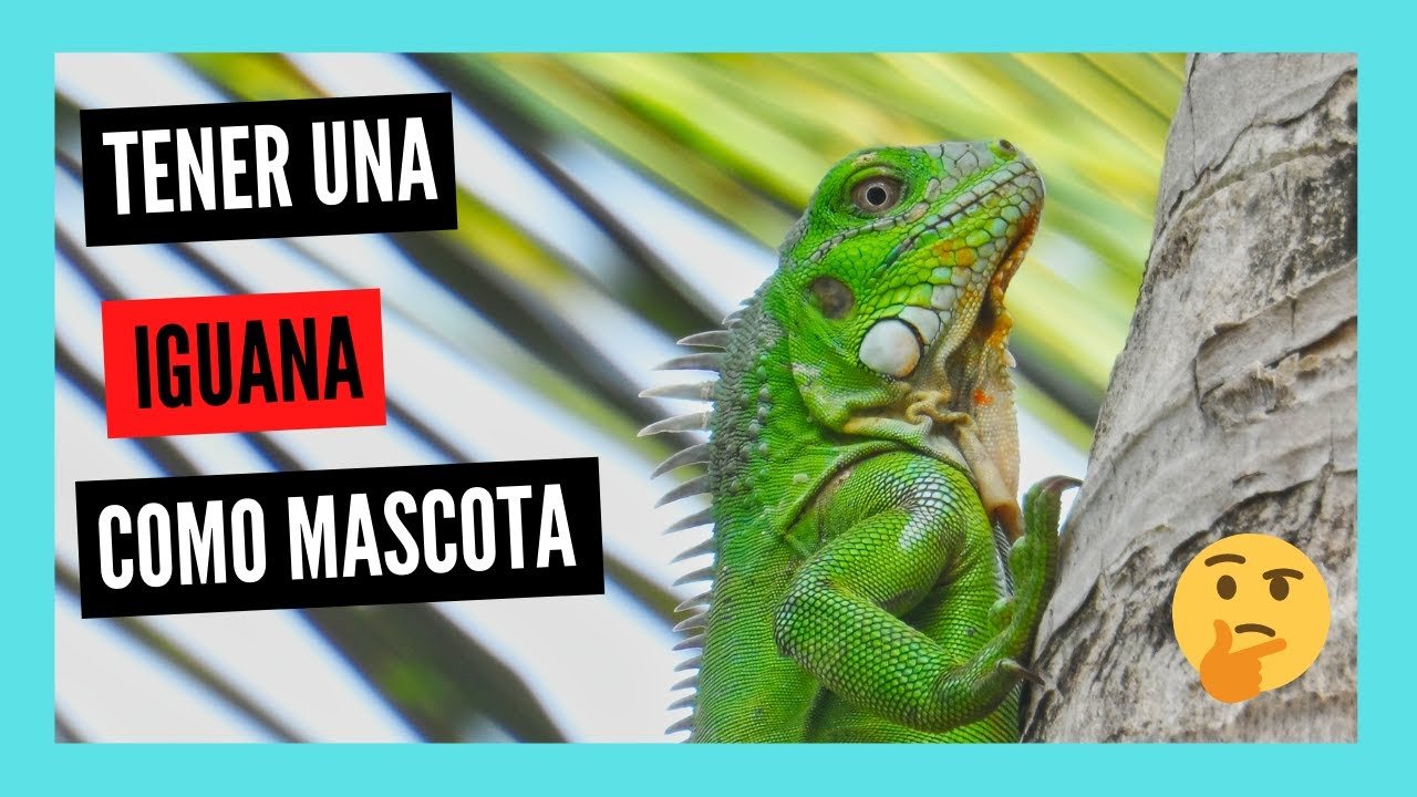 Las mejores casitas para iguanas en Arequipa