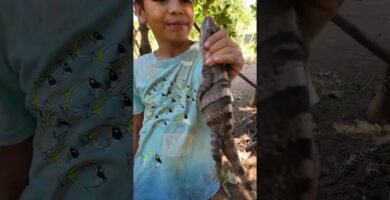 Las mejores casitas para iguanas en Caracas