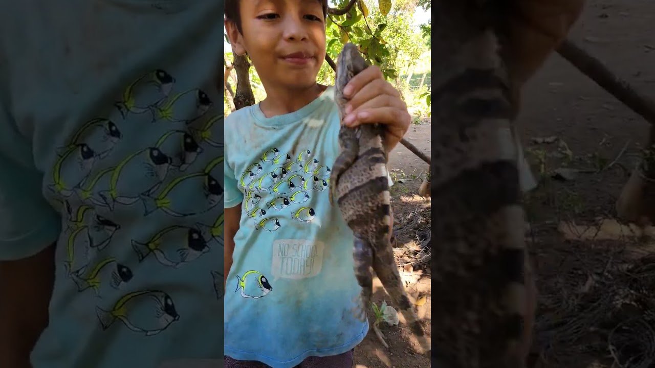 Las mejores casitas para iguanas en Caracas