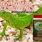 Nutrición balanceada para iguanas domésticas con bajo presupuesto