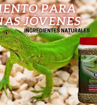 Nutrición balanceada para iguanas domésticas con bajo presupuesto