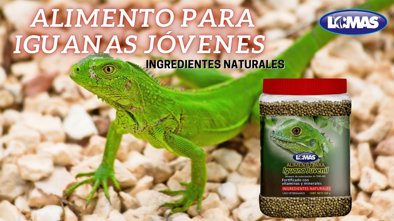 Nutrición balanceada para iguanas domésticas con bajo presupuesto