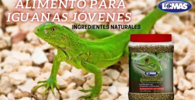 Nutrición balanceada para iguanas domésticas con fuentes de calcio naturales