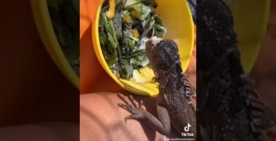 Nutrición balanceada para iguanas domésticas en invierno