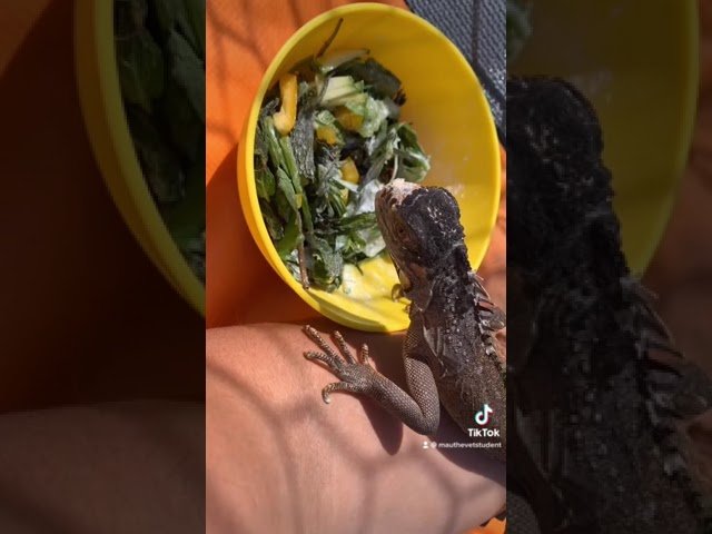 Nutrición balanceada para iguanas domésticas en invierno