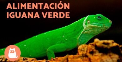 Nutrición balanceada para iguanas domésticas en verano