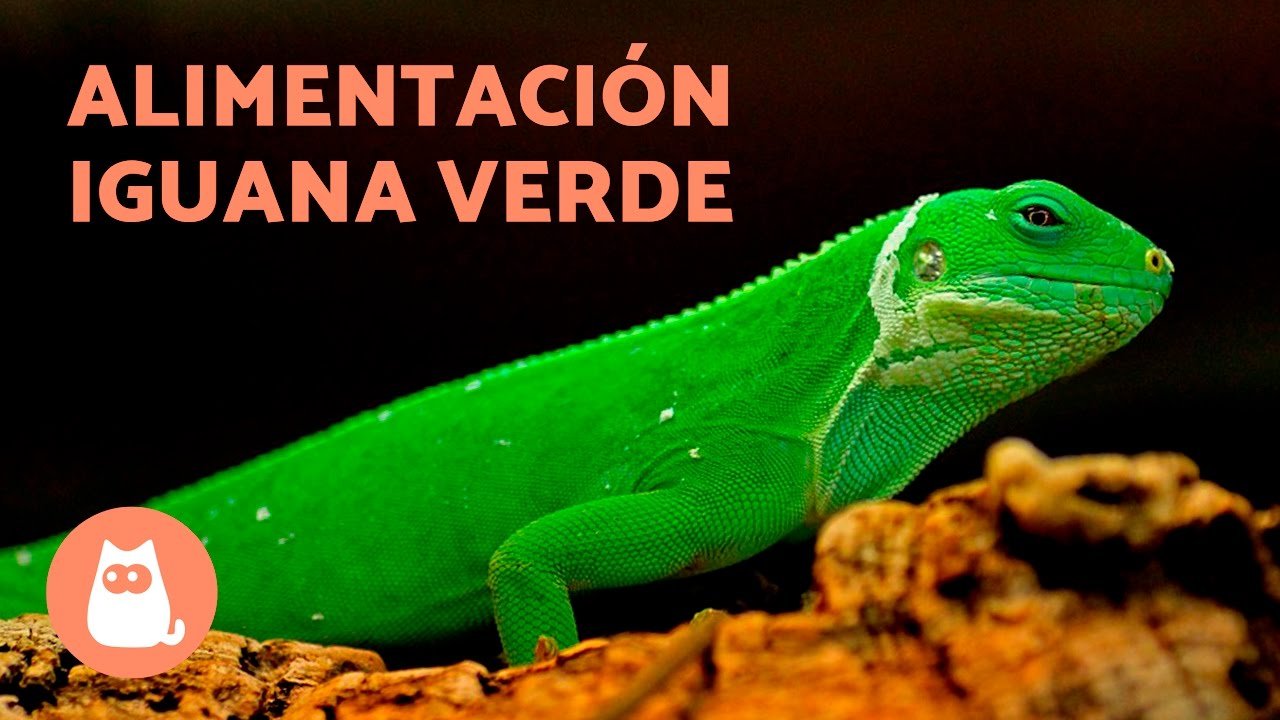 Nutrición balanceada para iguanas domésticas en zonas urbanas