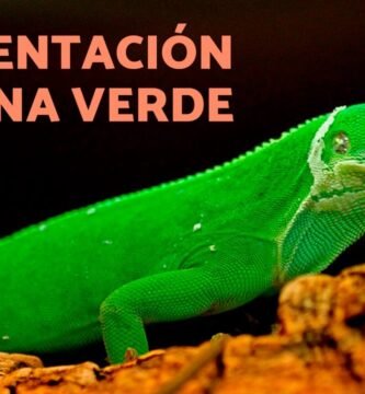 Nutrición balanceada para iguanas domésticas para especies pequeñas