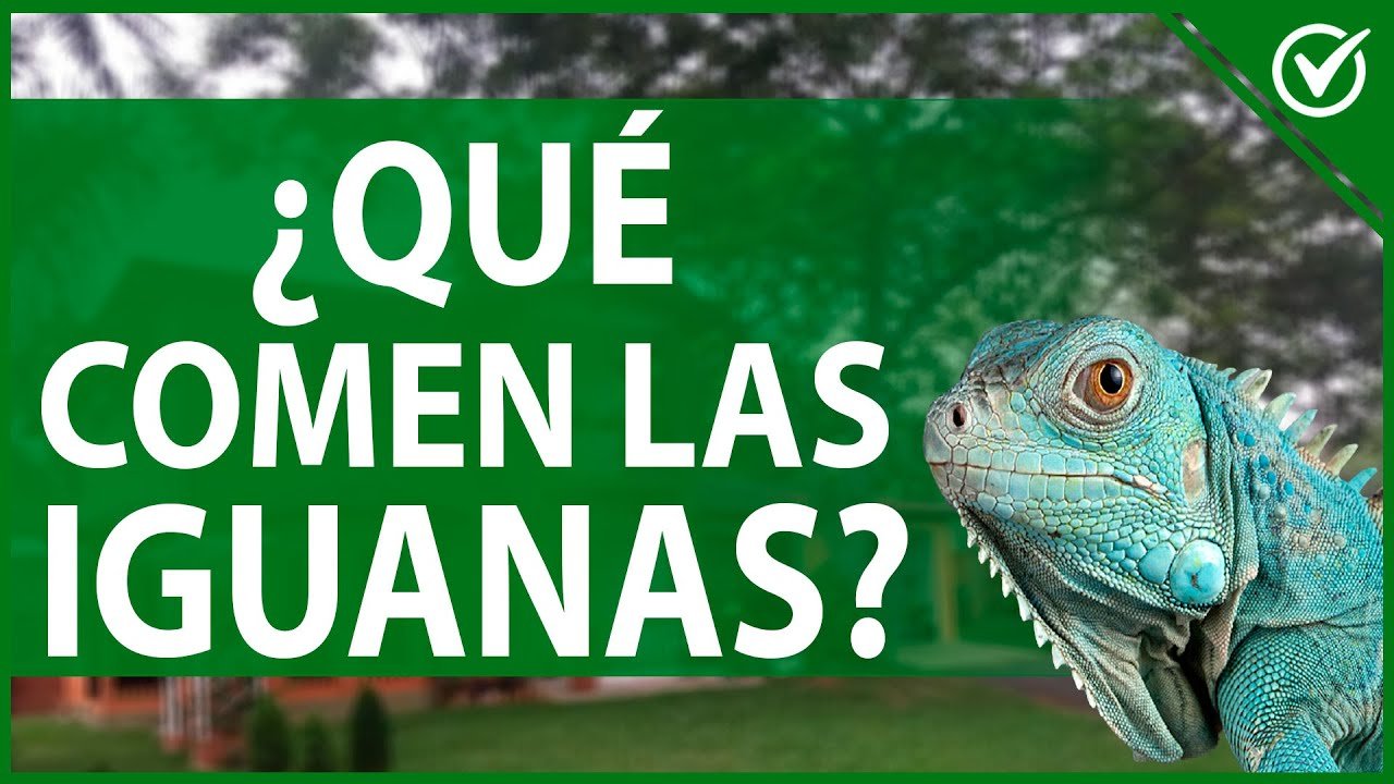 Nutrición balanceada para iguanas domésticas para reptiles de gran tamaño