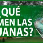 Nutrición balanceada para iguanas domésticas según su etapa de vida