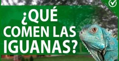 Nutrición balanceada para iguanas domésticas según su etapa de vida