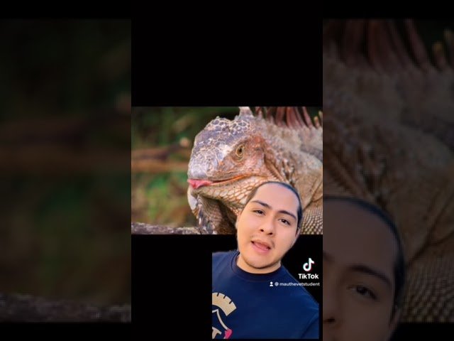 Nutrición balanceada para iguanas domésticas sin afectar su digestión