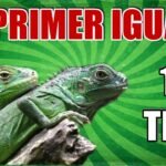 Nutrición balanceada para iguanas domésticas sin errores