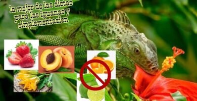 Nutrición balanceada para iguanas domésticas sin necesidad de suplementos