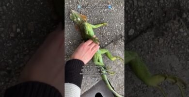 Qué hacer si tu reptil doméstico se enferma en clima tropical