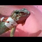 Qué hacer si tu reptil doméstico se enferma para principiantes