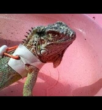 Qué hacer si tu reptil doméstico se enferma para principiantes