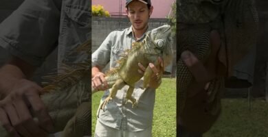 Qué necesita una casa de reptil para estar bien equipada adaptado a reptiles grandes
