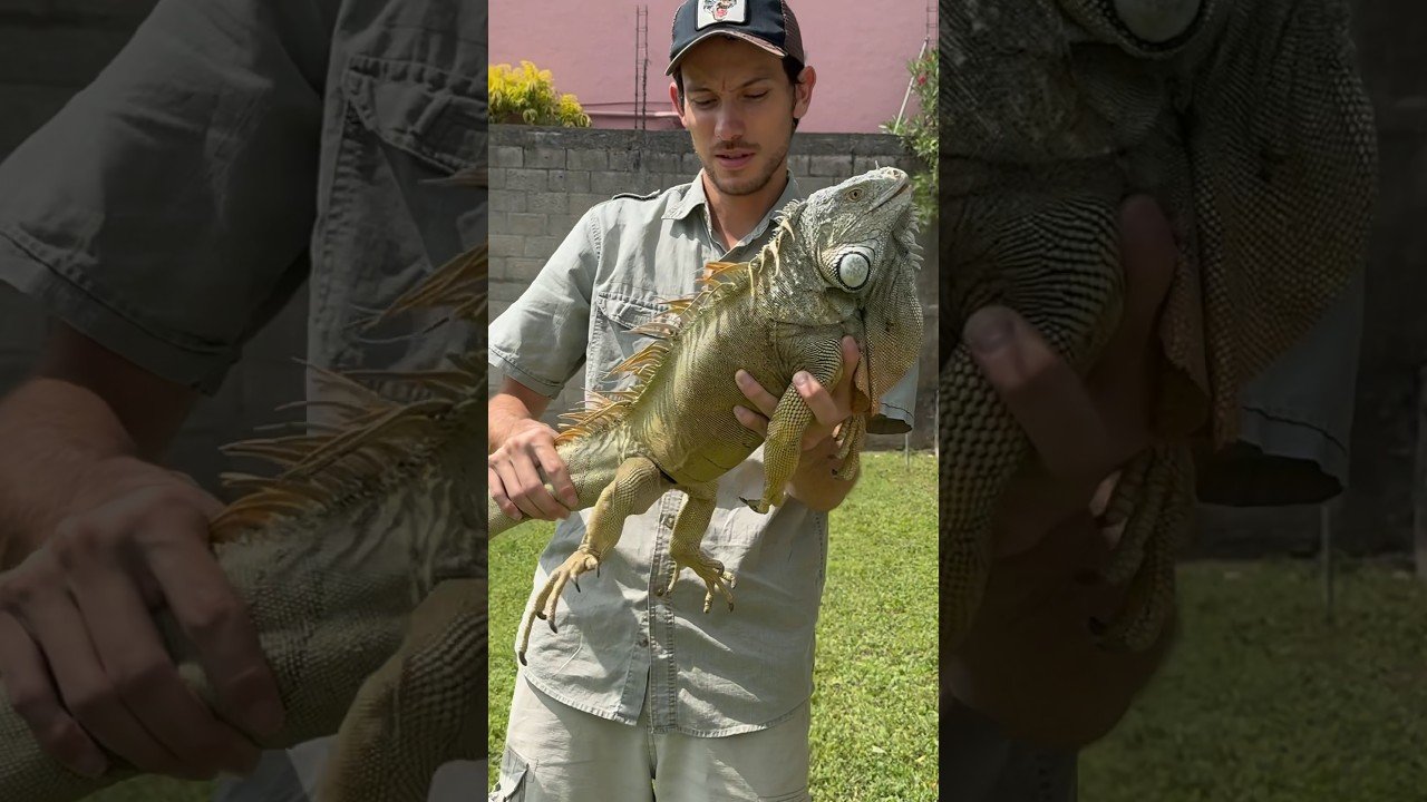 Qué necesita una casa de reptil para estar bien equipada adaptado a reptiles grandes