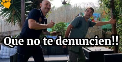 Qué necesita una casa de reptil para estar bien equipada según normas de bienestar animal