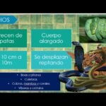Reacciones comunes de los reptiles al ser manipulados con alimentación especial